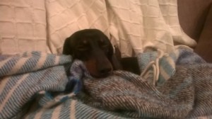 WP_20150217_19_43_01_Pro