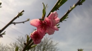 WP_20150410_14_16_50_Pro