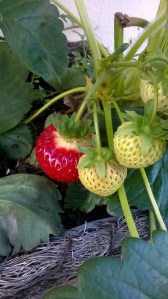 WP_20150603_19_07_30_Pro