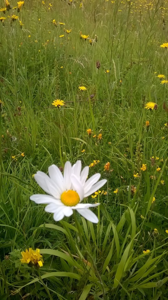 WP_20150628_10_47_15_Pro