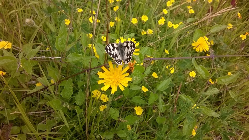 WP_20150628_10_51_51_Pro