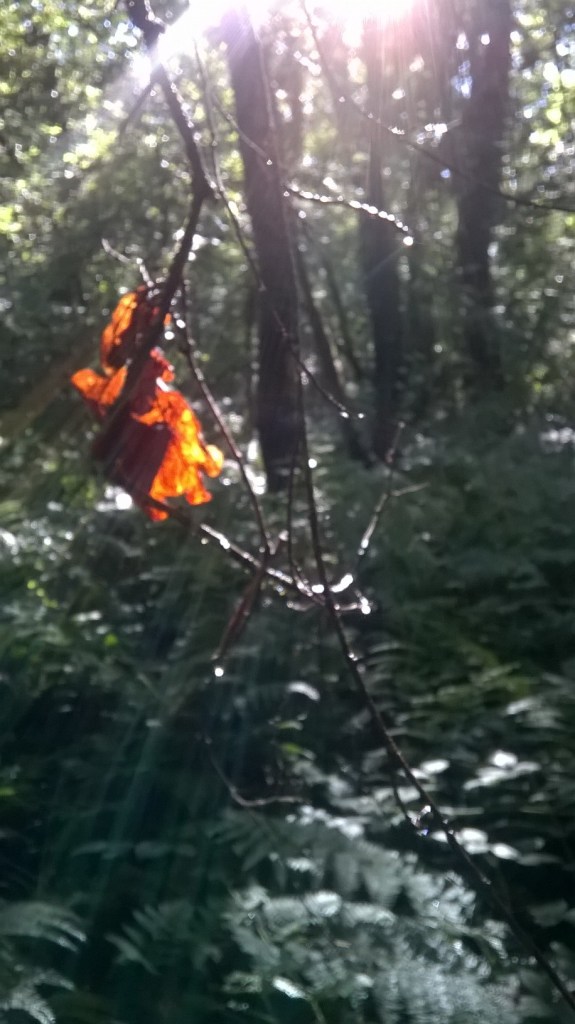 WP_20150823_16_47_46_Pro