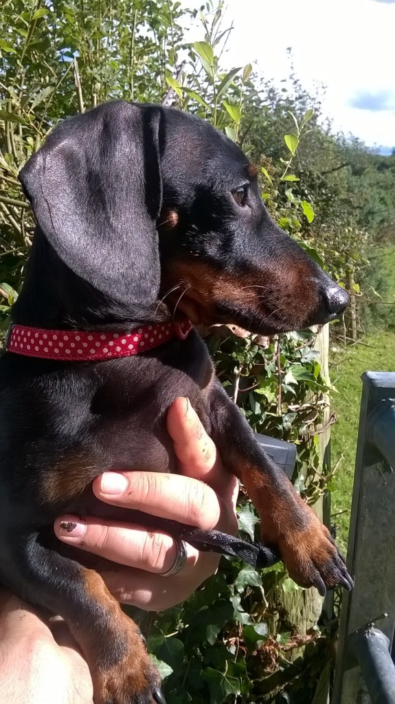 WP_20150823_16_55_55_Pro