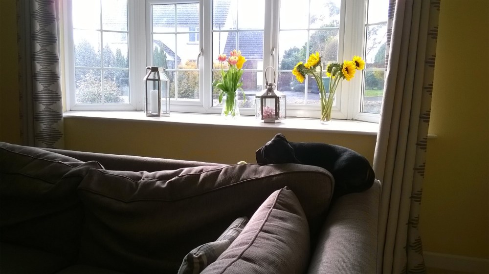 WP_20160310_08_58_53_Pro