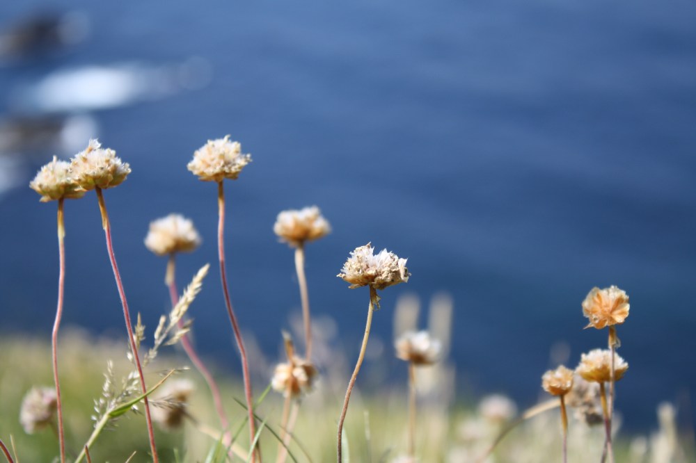 Lundy Island flowers